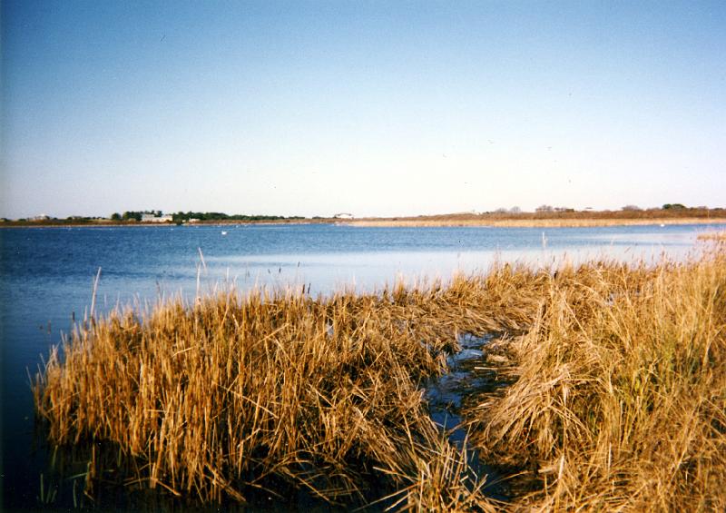 06 Marsh at Nantucket Harbor
