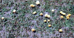 wildflowers Even the wildflowers by the roadside were pretty.