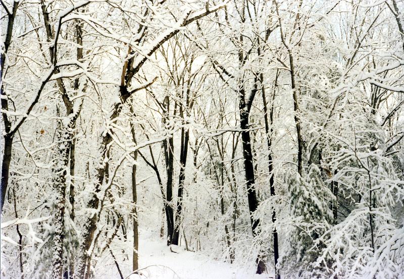 02 The woods behind our house in Westboro MA, in winter.
