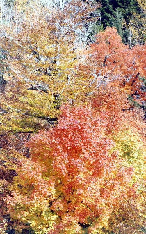 07 Fall foliage color in New England