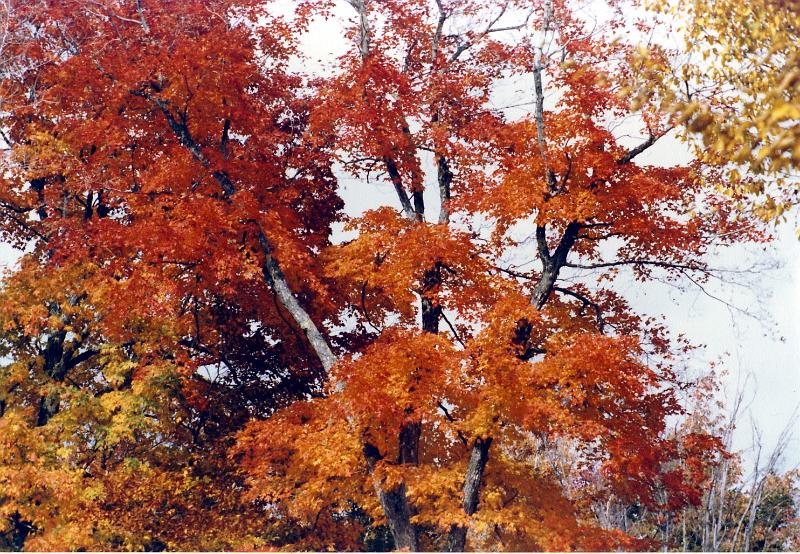08 Fall foliage color in New England