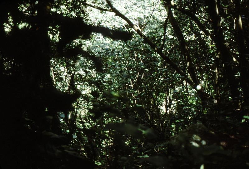 19-canopy The peak's rain-forest canopy.