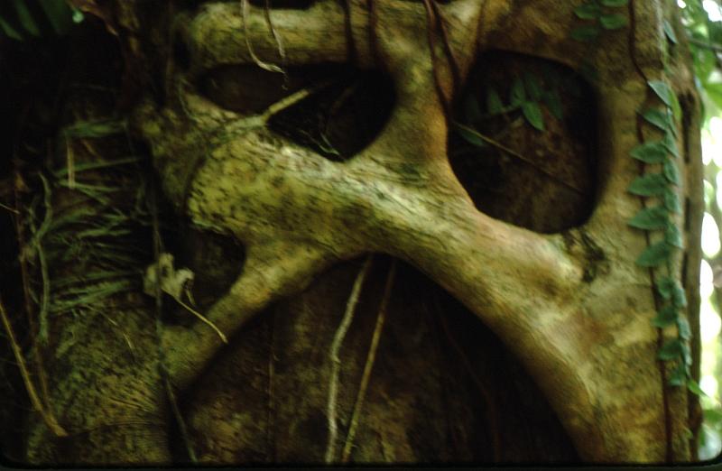 20-trunk Vines like this one strangle the trees.