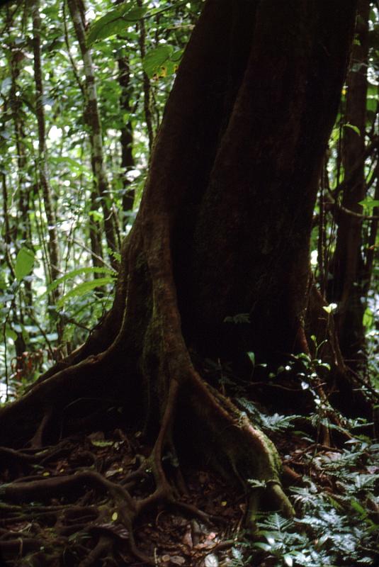30-buttress Rainforest tree roots form buttresses in the thin soil.