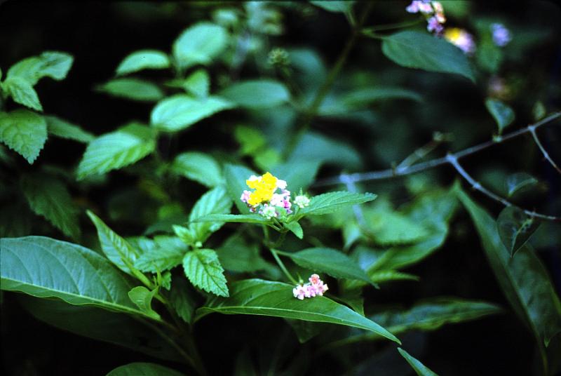 31-lantana Lantana