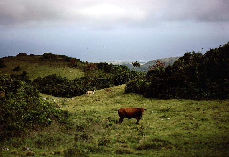 33-cows A pasture on the slopes.