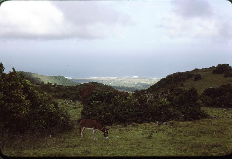 35-donkey Another pastoral scene.