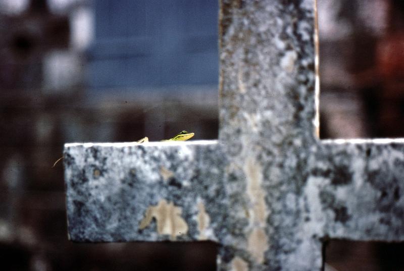 37-lizard A gecko.