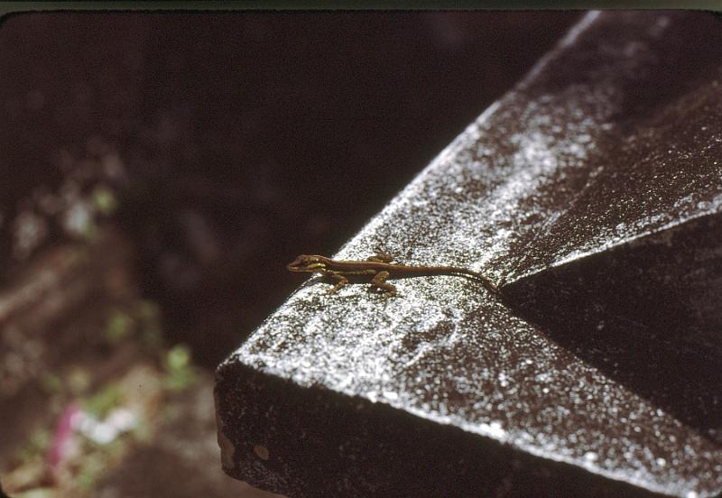 38-lizard Gecko