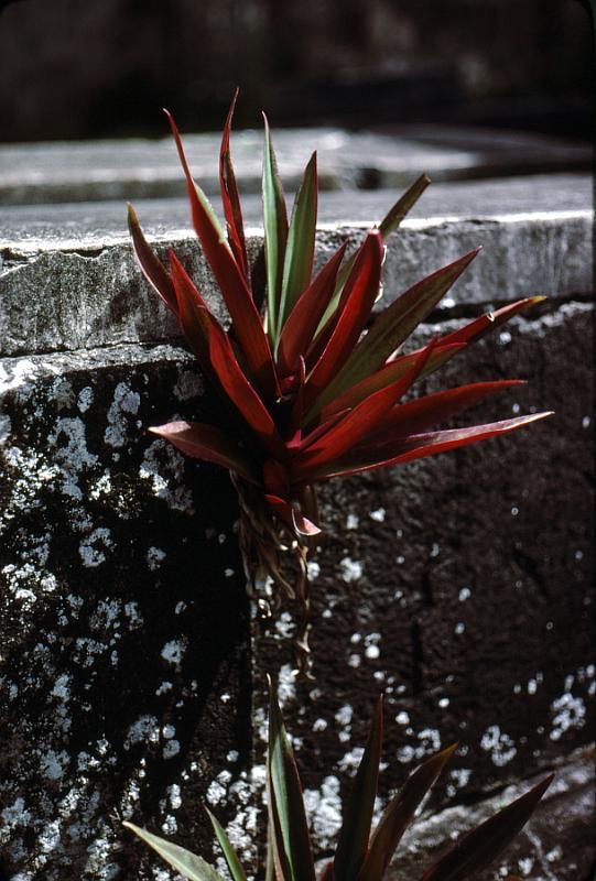 39-bromeliad Bromeliad