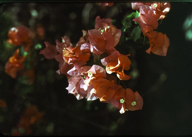 49-bougainvilla Bougainvilla