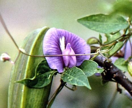 54-wild_pea_closeup Look at the pea flower and you can immediately see why the peacock is so named.  It looks exactly like the bird displaying its plumage.