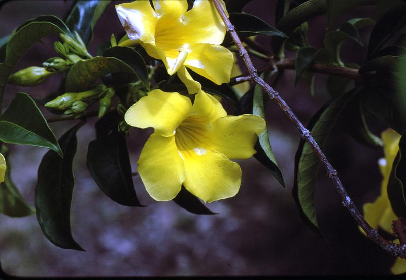 56-allemanda Allemanda