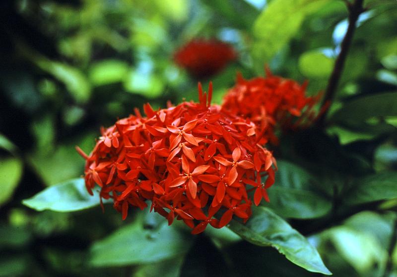 65-ixoria Ixoria