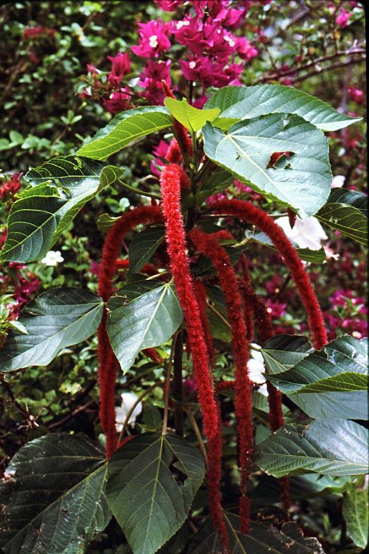 76-chenille Chenille (center), bougianvilla above.