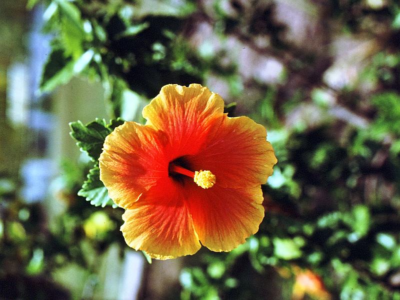 79-hibiscus Hibiscus