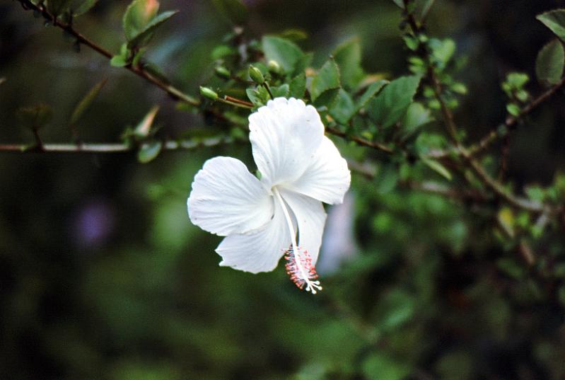 80-hibiscus Hibiscus
