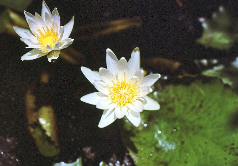86-waterlilies Waterlillies