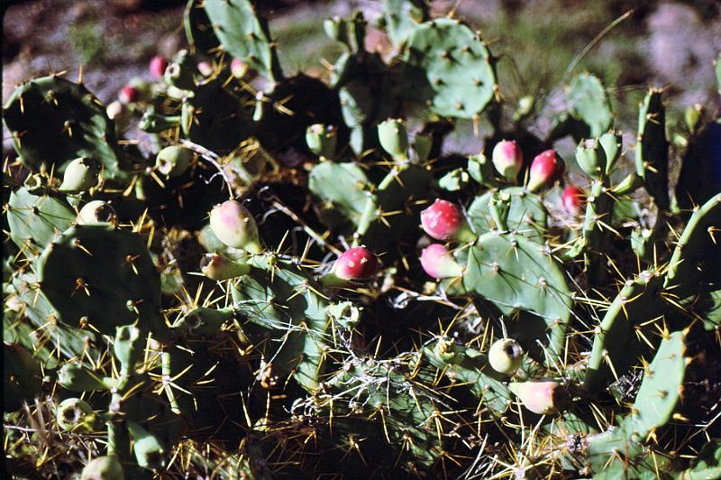 90-prickly_pear Prickly pear cactus.
