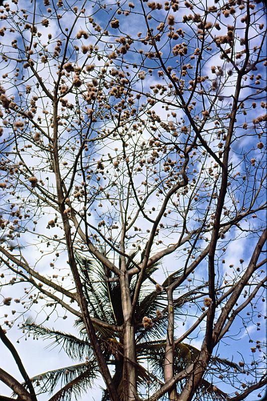 96-baobab This is a baobab tree, the only one on Nevis, imported from Africa,