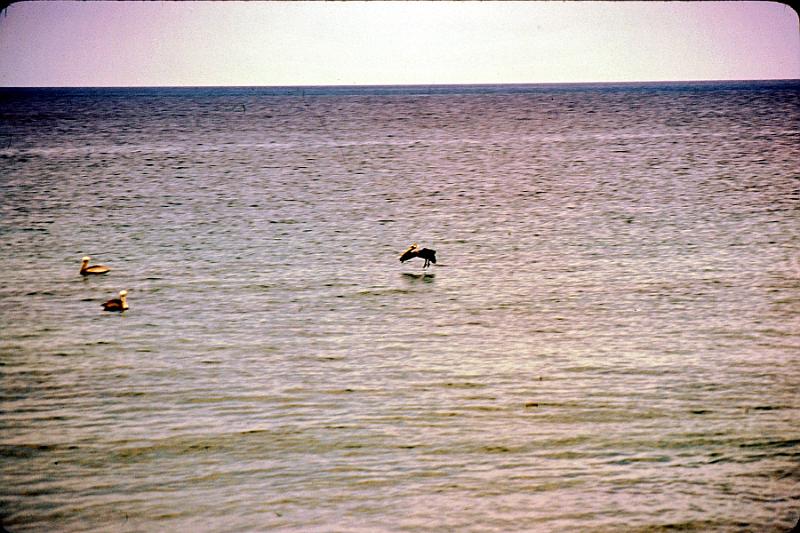 98-pelicans Pelicans