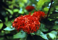 65-ixoria
