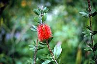 66-bottle_brush