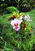 75-orchid