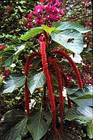 76-chenille