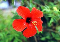 77-hibiscus