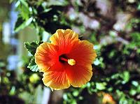 79-hibiscus
