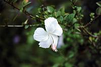 80-hibiscus