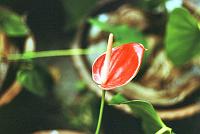 82-anthurium