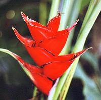 84-heliconia