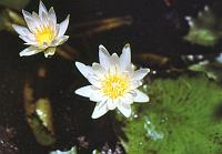 86-waterlilies