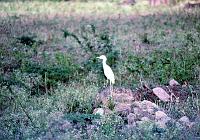 93-egret