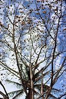 96-baobab