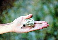 97-baobab_seeds