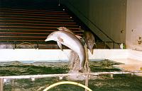 03 Four dophins leap.