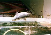 06 A back-flip.