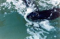 08 A harbor seal swims by.