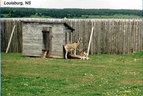 15-louisburg-goats Can I help it if Ruth just thinks that goats are adorable?