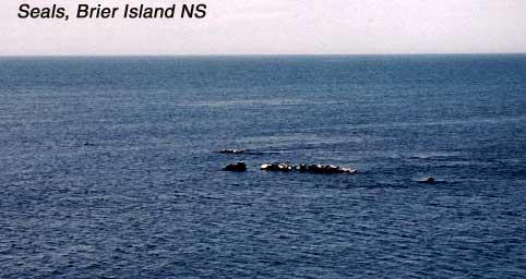 5-seals 
