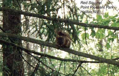 8-redsquirrel-tree We enjoyed feeding these little fellas.