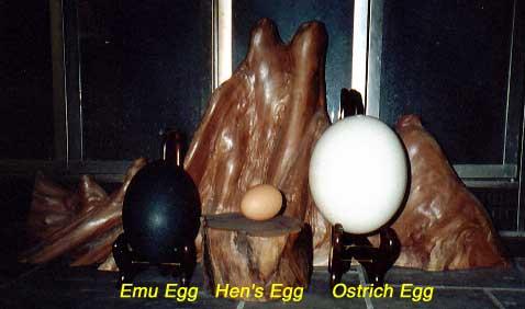 eggs Back at home in front of our fireplace, left to right are an emu egg (dark green), a brown hen's egg, and an ostrich egg (white). The wood in the background is a cypress knee from a Louisana bayou. The hen's egg is atop a piece of redwood from Muir Woods, just north of San Francisco CA. Later a funny thing happened. We had the ostrich and emu eggs on top of new Bose speakers on our mantel, and they both shattered when we played our stereo!