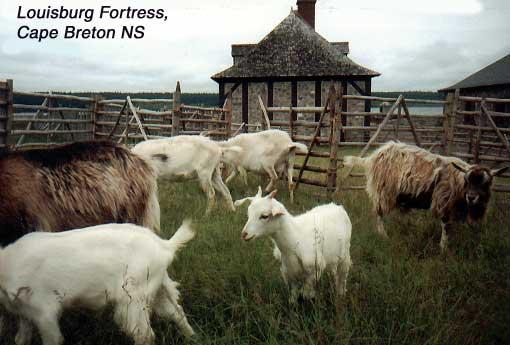fortress-5 