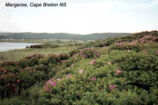 margaree-4 