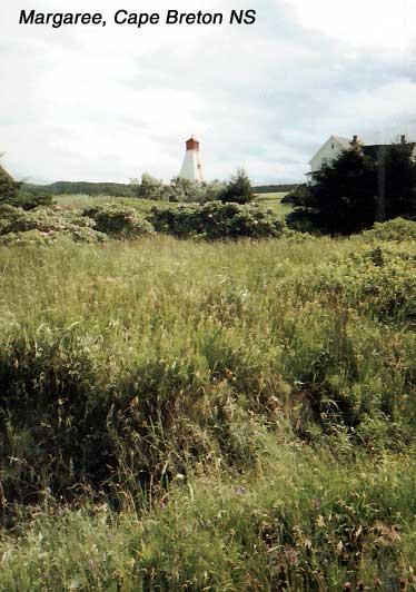 margareelight 