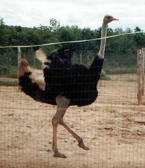 ostrich You must be wondering, 