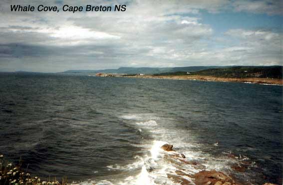 whalecove-2 